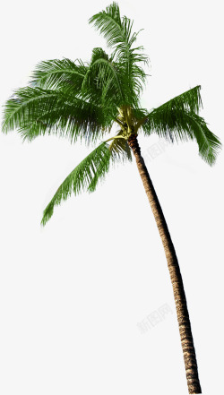 绿色的椰子树椰子树绿色树木植物高清图片