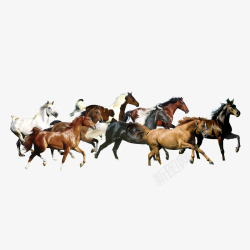 一群马马群奔跑高清图片
