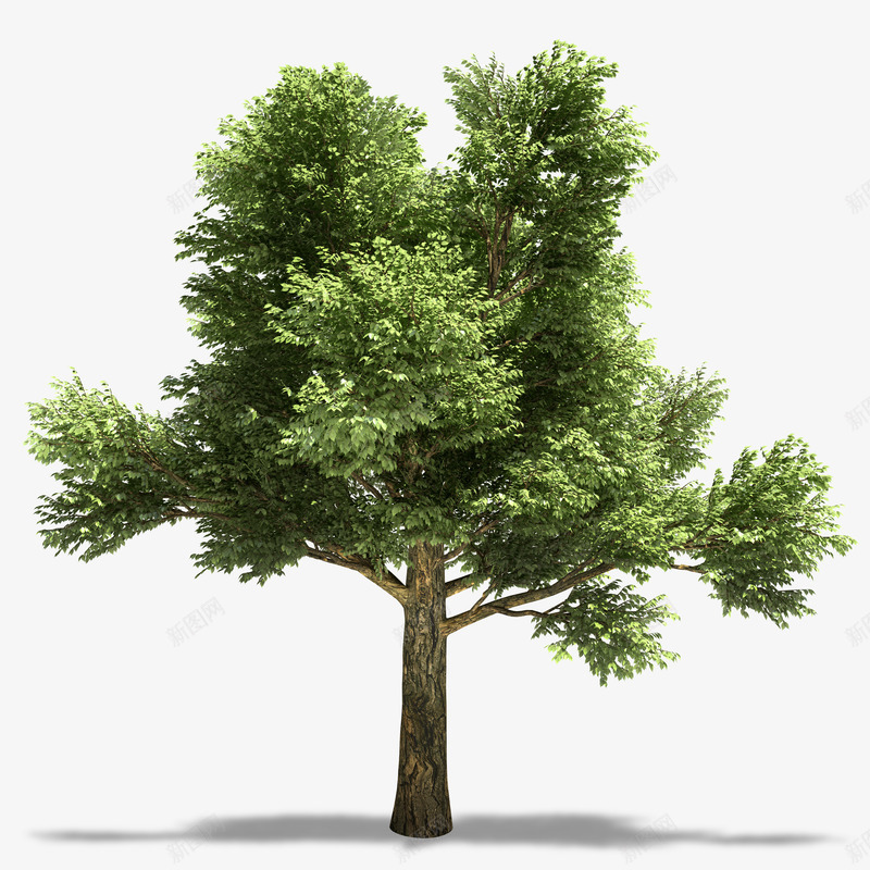 绿色植物png免抠素材_88icon https://88icon.com 松树 树木 绿树 绿色 绿色大树 绿色植被免费下载