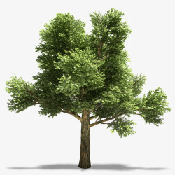 绿树下载绿色植物高清图片