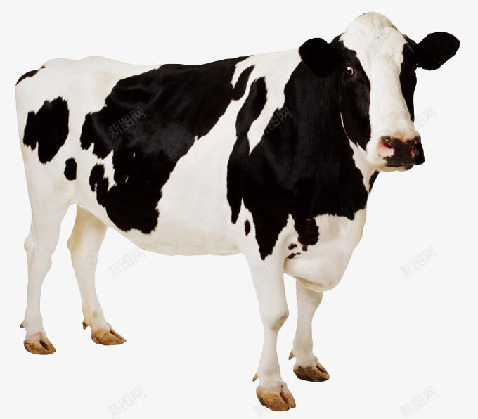 斑点的奶牛单只png免抠素材_88icon https://88icon.com 动物 奶牛 斑点 黑白 黑白牛