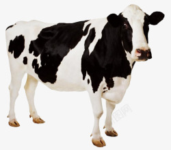 黑白牛斑点的奶牛单只高清图片