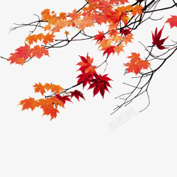 红色樱桃树枝秋天的枫叶高清图片