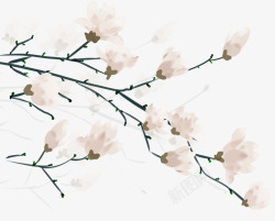 花枝图案手绘装饰白玉兰插画元素高清图片