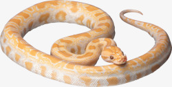 蛇类黄金蟒蛇高清图片