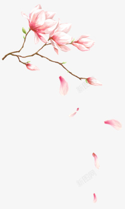 玉兰粉色梦幻玉兰花花瓣飘落装饰图案高清图片