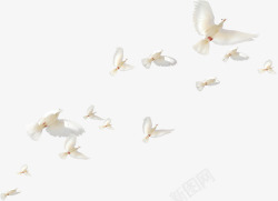 白色白鸽飞翔鸟群素材