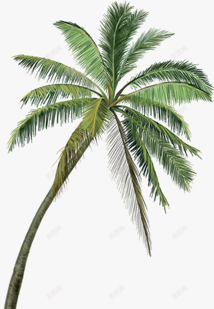 沙滩海边夏日绿色树木椰子树png免抠素材_88icon https://88icon.com 俯视椰子树 夏日 树木 椰子树 沙滩 海边 绿色