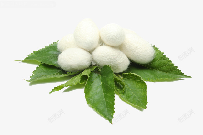 桑叶上的蚕茧png免抠素材_88icon https://88icon.com 一堆蚕茧 叶子 天然美容 新鲜桑叶 春蚕 桑叶 桑叶蚕茧 桑蚕茧 白蚕 绿叶 绿色 美容佳品 蚕宝宝 蚕茧 蚕蛹