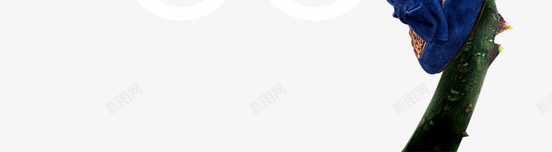 三八节png免抠素材_88icon https://88icon.com 促销海报 女人节 妇女节 活动海报 玫瑰花 节日海报 节日素材