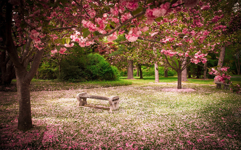 粉色桃花树林风景png免抠素材_88icon https://88icon.com 树林 桃花 粉色 风景