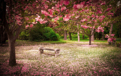 粉色树林粉色桃花树林风景高清图片