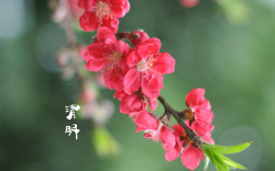 扫墓海报春天四月清明节青团海报背景26高清图片