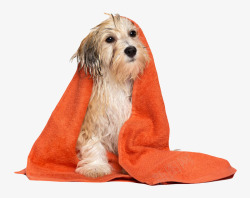 清洁物品披着橙色毛巾的宠物小狗高清图片