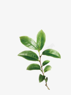 一株芭蕉叶素材