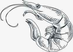 海鲜简笔画素描美味大虾简图高清图片
