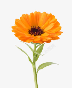橙色有观赏性带花梗的一朵大花实素材