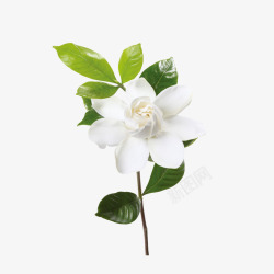 花卉纹样图白色山茶花高清图片