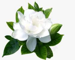 手绘红色白色花朵茉莉花绿色植物高清图片
