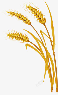 矢量农作物小麦高清图片