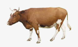 海里哺乳动物产品实物奶牛高清图片
