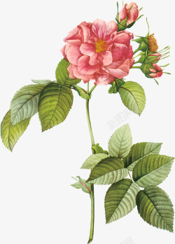红色花朵手绘玫瑰花插画高清图片