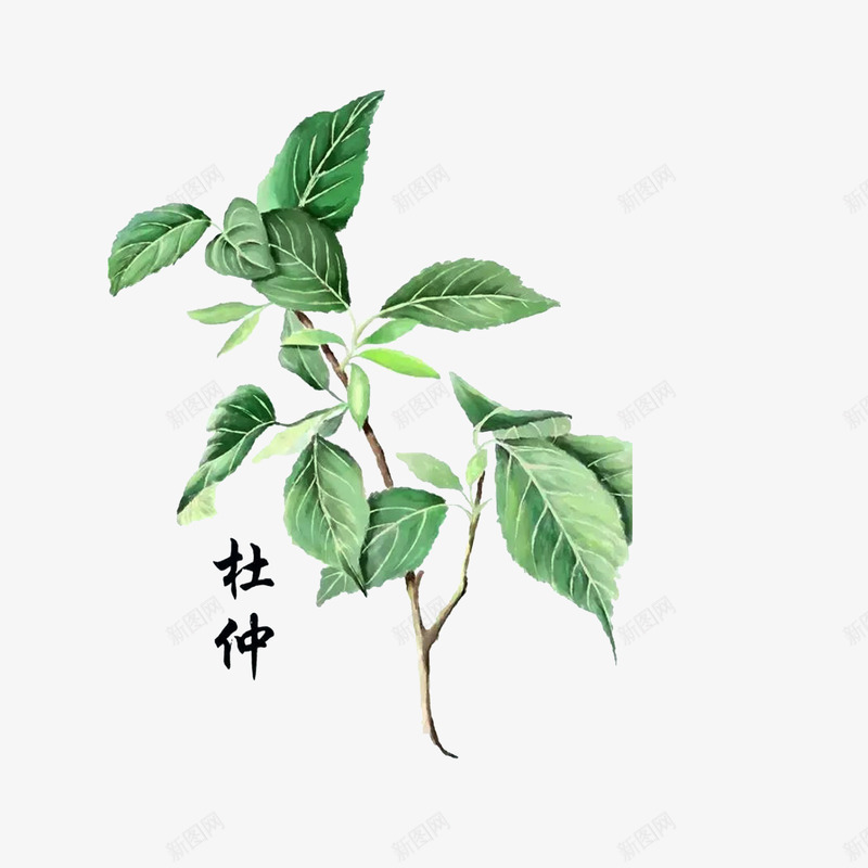 草药杜仲png免抠素材_88icon https://88icon.com 手绘中药材 绿色植物 草药杜仲 补肝脏强筋骨功效