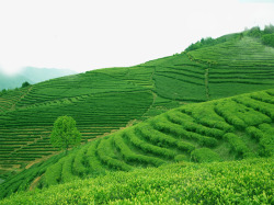 黑布林宣传绿茶广告高清图片