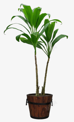 两棵植物两颗高大巴西木高清图片