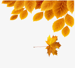 秋意盎然金色叶子高清图片