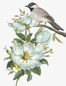 白色花朵与小鸟素材