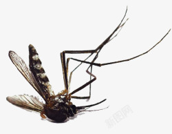 灭蚊杀虫剂灭蚊行动高清图片