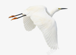 翅膀图形设计飞翔的天鹅高清图片