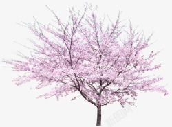 粉色树木粉色桃树树木桃园景观装饰图案高清图片