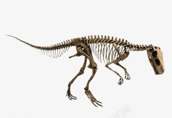 恐龙骨骼动物化石素材
