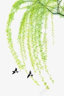 手绘燕子绿色垂柳图素材