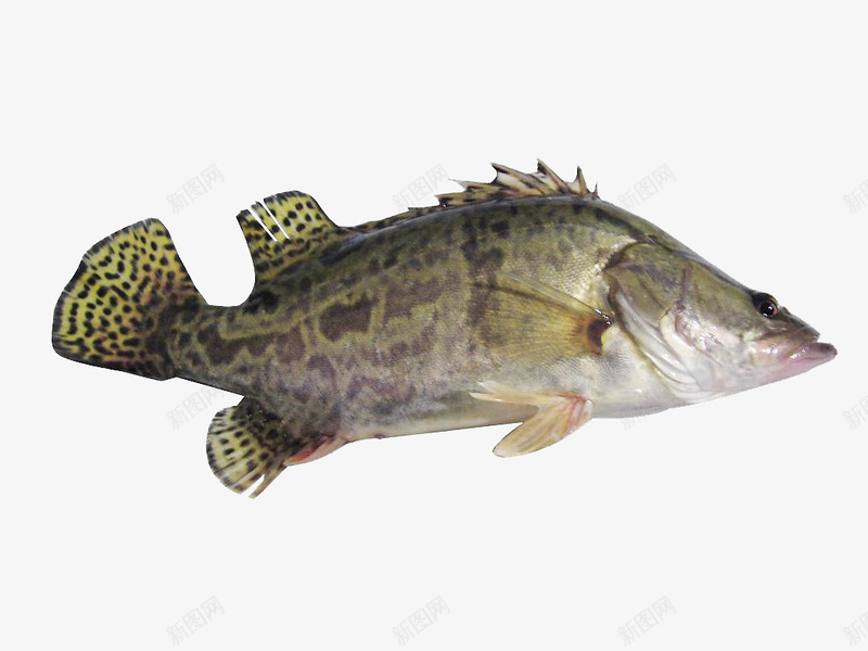 鱼png免抠素材_88icon https://88icon.com 动物 海底动物 美食 臭桂鱼 餐饮 鱼类