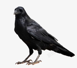 黑色乌鸦鸟类动物黑色的乌鸦高清图片