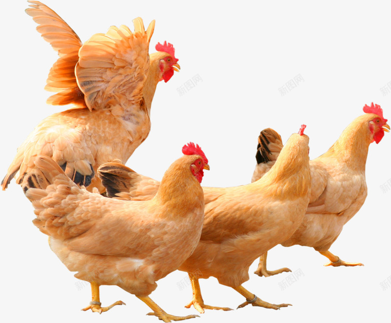 一群母鸡png免抠素材_88icon https://88icon.com PNG元素 免费下载 动物 家养 家畜