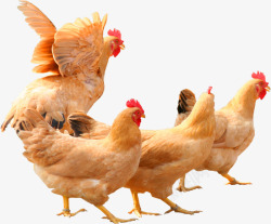 家养动物一群母鸡高清图片