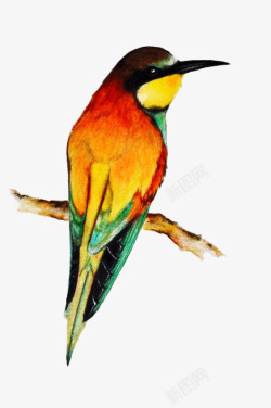 手绘水彩彩色黄鹂鸟素材