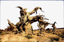 沙漠中干枯的树素材