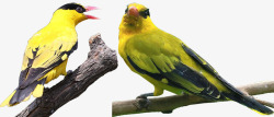 两只栖息的黄鹂鸟素材