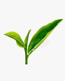 茶叶采摘毛尖绿茶高清图片