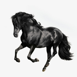 马背黑色奔腾的骏马高清图片