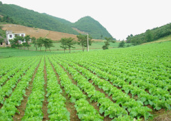 农业生产山坡菜园高清图片