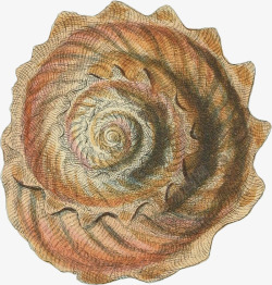 螺壳多样的手绘海12高清图片