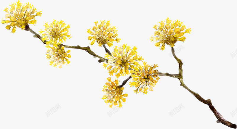 黄色卡通可爱菊花重阳节png免抠素材_88icon https://88icon.com 卡通 可爱 菊花 菊花图案 重阳节 黄色