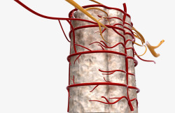 脊椎血管分布素材