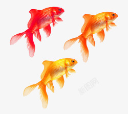 游动的鱼红色的小金鱼高清图片